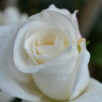 White Rose