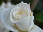 White Rose