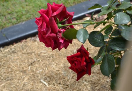 Red Red Rose - flowers, roses, photography, red