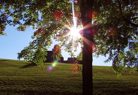 Under the Canopy - hill, sunset, nature, tree, sky