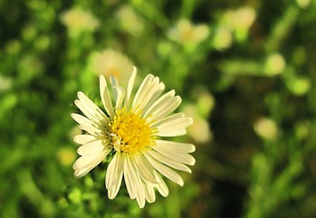 Evening Sun on the Daisey - daisey, field, flower, nature