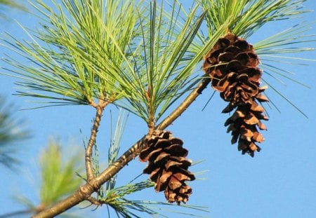 Pine Cones Against A Blue Sky - fall, trees, nature, autumn, pine, sky, pine cones