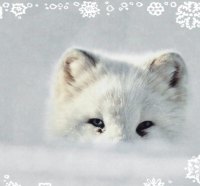 Arctic Fox