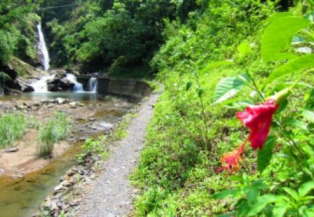 Trail toward to the waterfall - grasses, trail, waterfall, flower