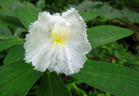 Pure beauty - white, lovely, pure beauty, flower