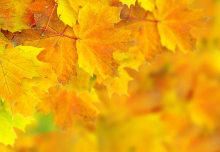 Autumn Leaves - beauty, autumn, photography, autumn leaves, lovely, nature, autumn colors, pretty, macro, beautiful, leaves, colors