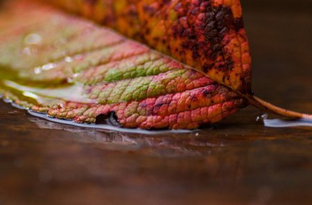 Autumn Leaf - pretty, bokeh, water, autumn leaf, autumn colors, beautiful, splendor, beauty, lovely, leaves, nature, autumn, macro, autumn leaves, leaf