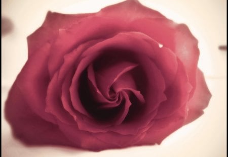 Hybrid tea rose - flower, rose, petals, tender, nature