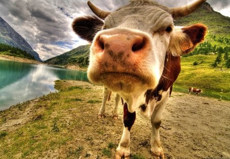 Cow - sky, cow, animals, mountains, nature, lakes, cows, beautiful, clouds, grass, cute