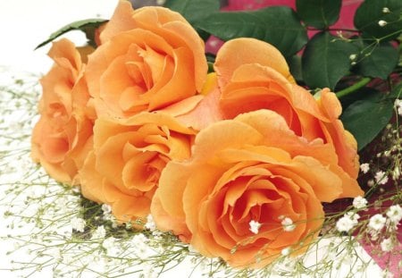 Beautiful roses - nice, beauty, buds, roses, delicate, blooms, lovely, nature, blossoms, petals, flowers