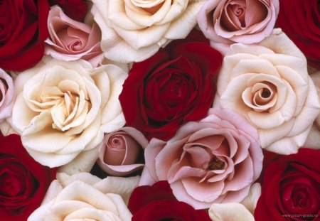 Beautiful roses - nice, beauty, buds, delicate, blooms, lovely, nature, blossoms, petals, flowers