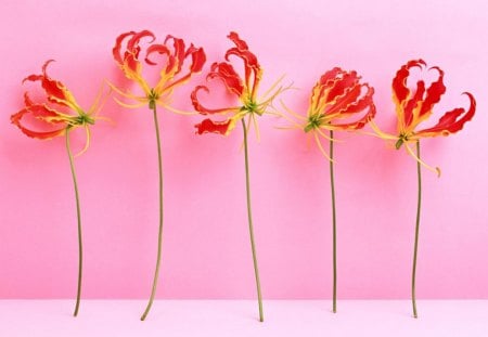 Flower arrangement - blossoms, delicate, beauty, flowers, buds, petals, nice, lovely, blooms, nature