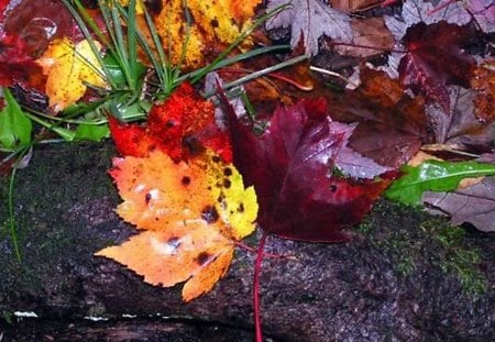 Wet Leaves on a Log - fall, colorful, nature, autumn, rain, forest, tree, leaves