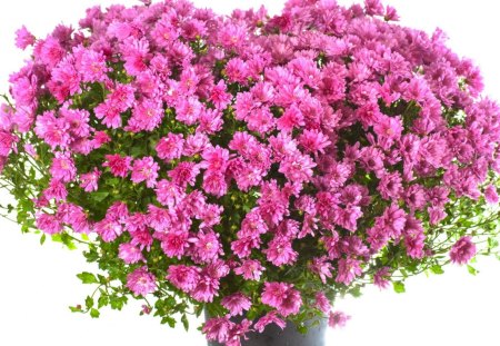 Bunch of flowers - blooms, blossoms, delicate, buds, beauty, lovely, petals, flowers, nature, nice, bunch