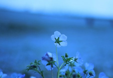 Blue flower - blossoms, delicate, beauty, flowers, buds, petals, nice, lovely, blooms, nature