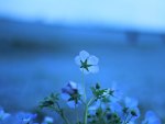 Blue flower