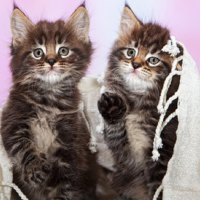 cute brothers