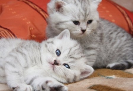 cute kittens