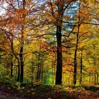 Autumn Forest