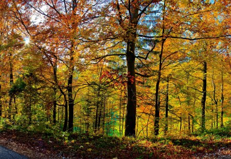 Autumn Forest - tree, forest, nature, autumn