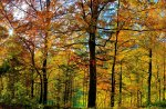 Autumn Forest