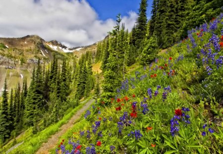 Mountain slope - nice, slope, sky, mountain, greenery, summer, path, lovely, nature, pretty, clouds, beautiful, green, flowers, grass