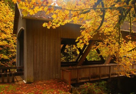 Covered bridge - calm, yellow, forest, leaves, red, golden, nice, covered, branches, beautiful, colors, lovely, fall, colorful, nature, autumn, peaceful, foliage, bridge