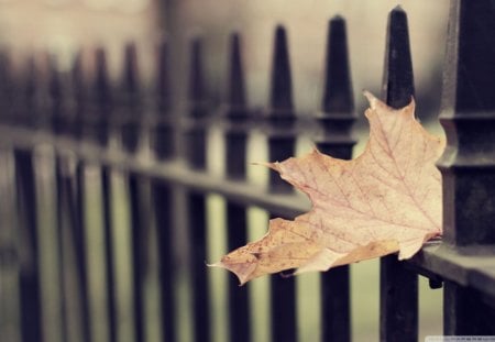 Fallen Maple Leaf - fall, autumn, gothic, leaf, fallen, fence, maple