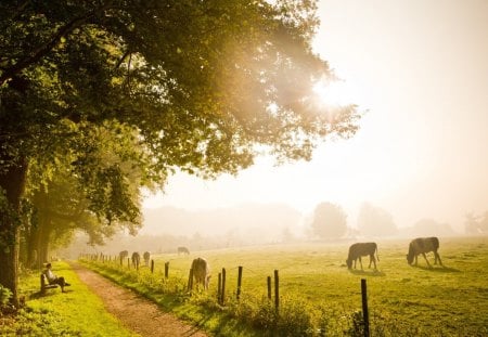 Take a Seat and Enjoy Autumn - trees, woman, autumn, bench, sunshine, enjoy, field, cows