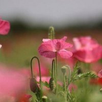 A Poppy Story