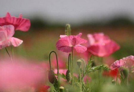 A Poppy Story - beauty, flowers, pink, poppy