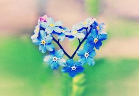 Flowering Heart - forget-me-not, blue, flower, heart