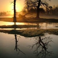 Lovely Reflection of Trees in Lake