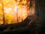 Autumn Butterflies