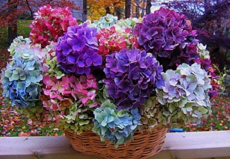 Basket of Beauty for You - flowers, basket, pinks and purples, outdoor