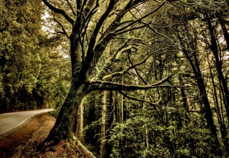 FOREST ROAD - forest, road, landscape, tree, hdr