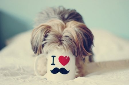 Dog - dog, love, photo, cup