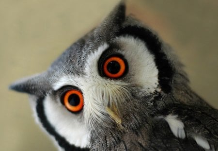 owl - animal, owl, big eyes, bird