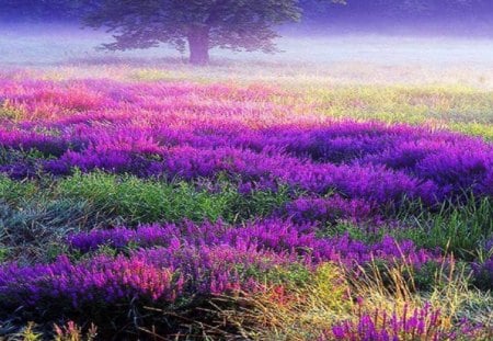 Field of Lavender Dreams - misty, flowers, lavender, fields