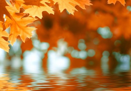 Autumn Ripples - trees, water, gold, change, light, reflection, orange, leaves, fall, river, season, autumn, bright, lake