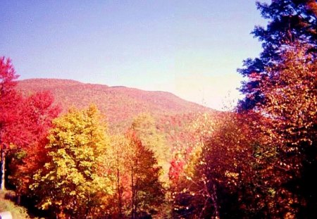 Autumn in Red - west virginia, autumn, fall, trees, forest, leaves