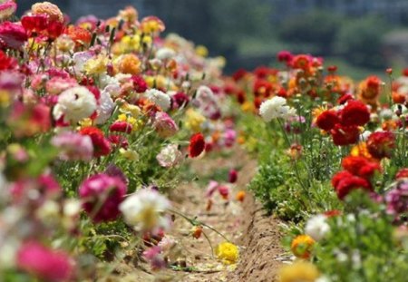 Carnation Row - flowers, carnations, colors, rows