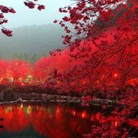 Lighted Cherry Blossom Lake