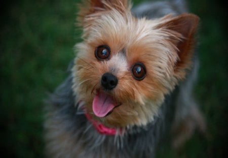 Yorkshire terrier - yorkshire, terrier, cute, pretty