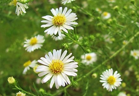 Daisies on the Fence - flowers, daisey, blooms, nature, field, wildflower