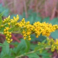 Yellow Color of Autumn