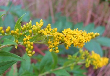 Yellow Color of Autumn - nature, autumn, fall, yellow, field, grass, flower