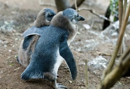 Reassuring Hug - penguins, ground, blue, birds