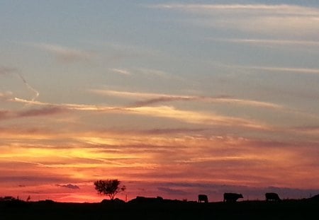 Home on The range - sky, cattle, clouds, tree, sunset