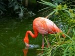 *** Pink Flamingo ***